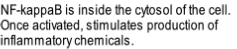 NF-kappaB is inside the cytosol of the cell. 
Once activated, stimulates production of 
inflammatory chemicals.
