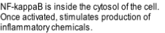 NF-kappaB is inside the cytosol of the cell. 
Once activated, stimulates production of 
inflammatory chemicals.
